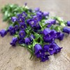 CAMPANULA SNITT BLÅ